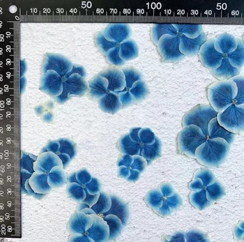 60pcs Lisované Double Color Hydrangea Macrophylla Sušené Květiny Pro Nail Art Šperky Záložku Telefon Případě, Pozvánka Makup Karty DIY