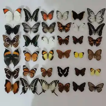 10-50ks Přírodní Odpojen Rhopalocera / Le Papillon / Butterfly Vzor Kresby, Materiál, Výzdoba